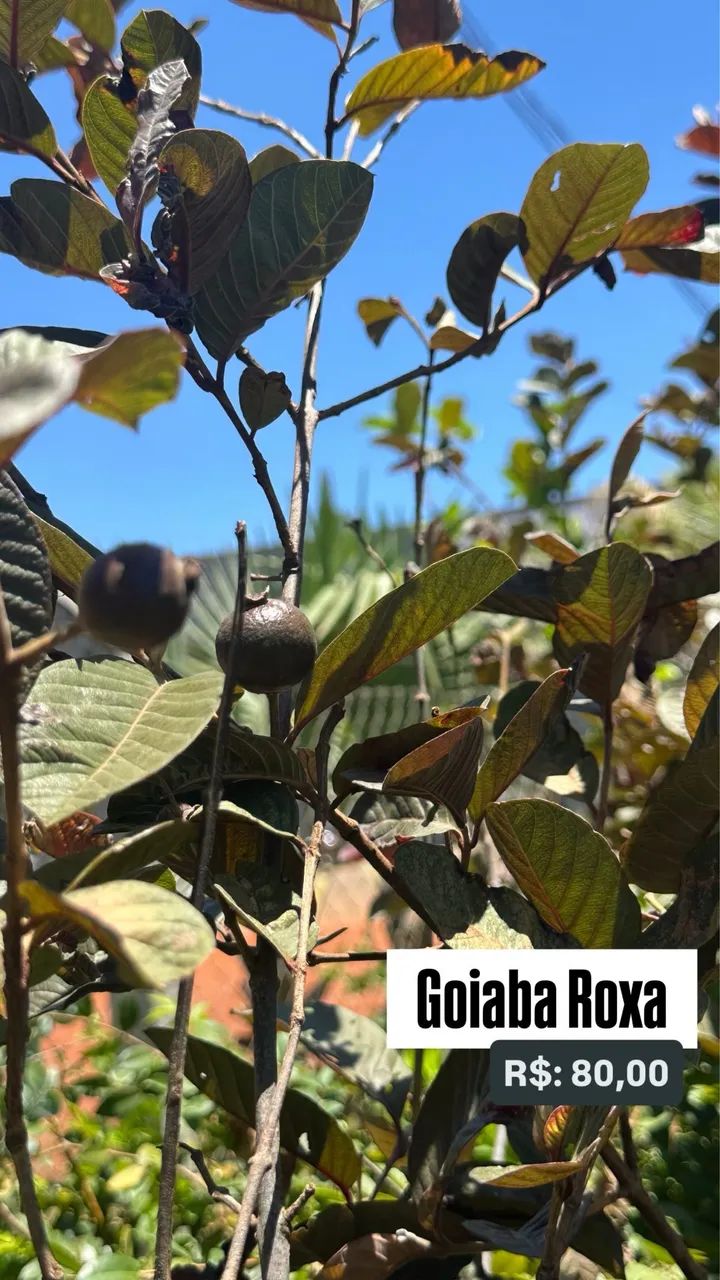 Muda de Goiaba Roxa 