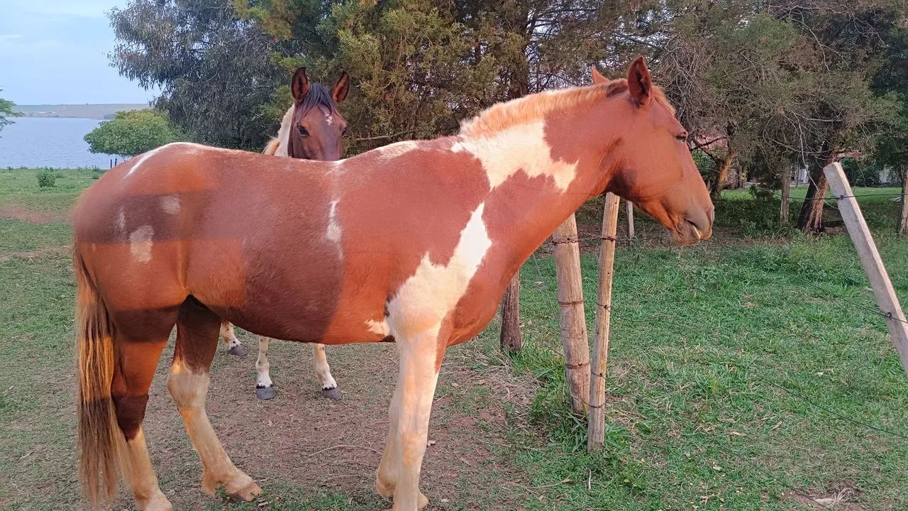 Cavalo de passeio a venda  - Foto 2