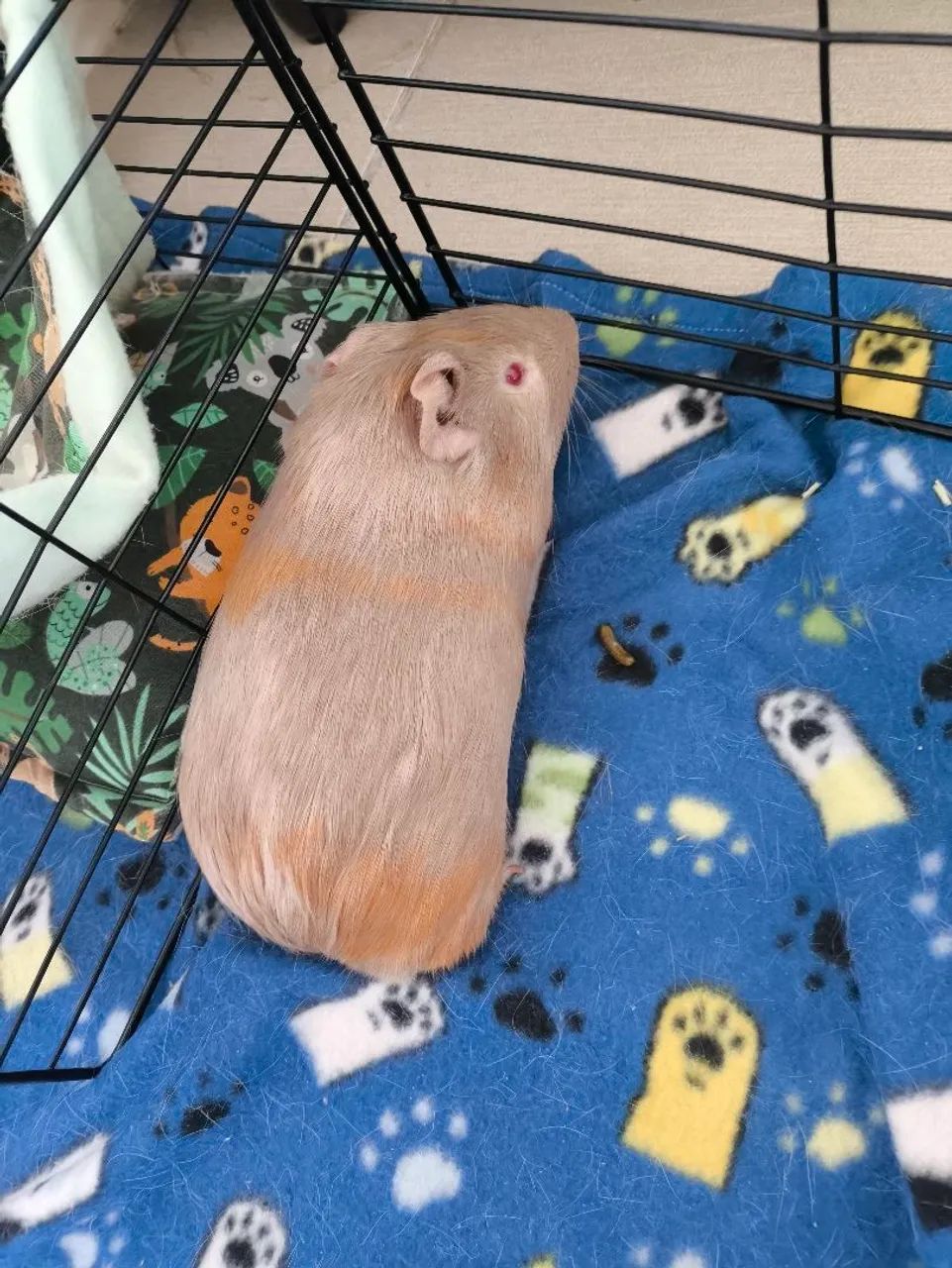 Porquinhos da índia  - Foto 3