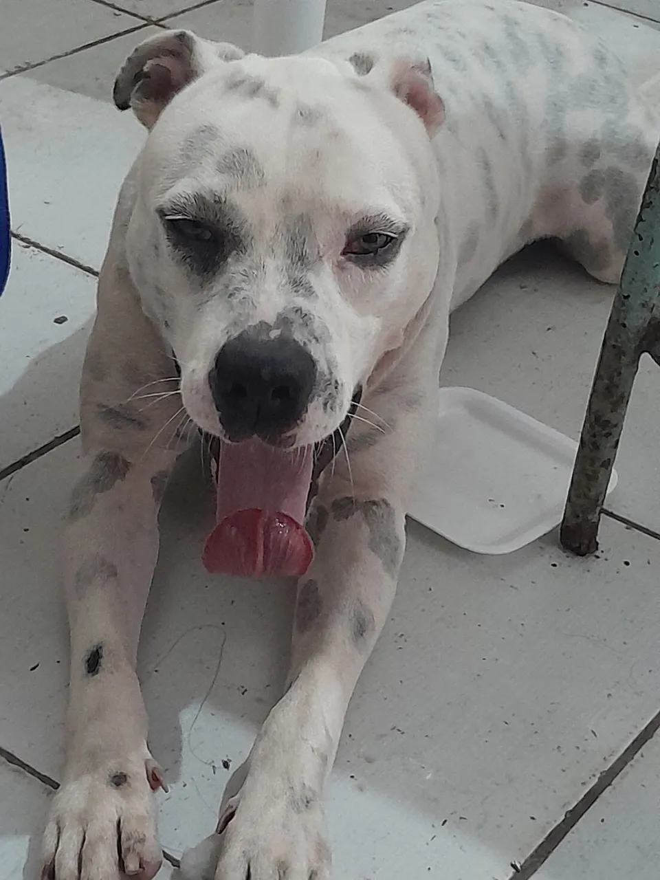 Pitbul teria macho