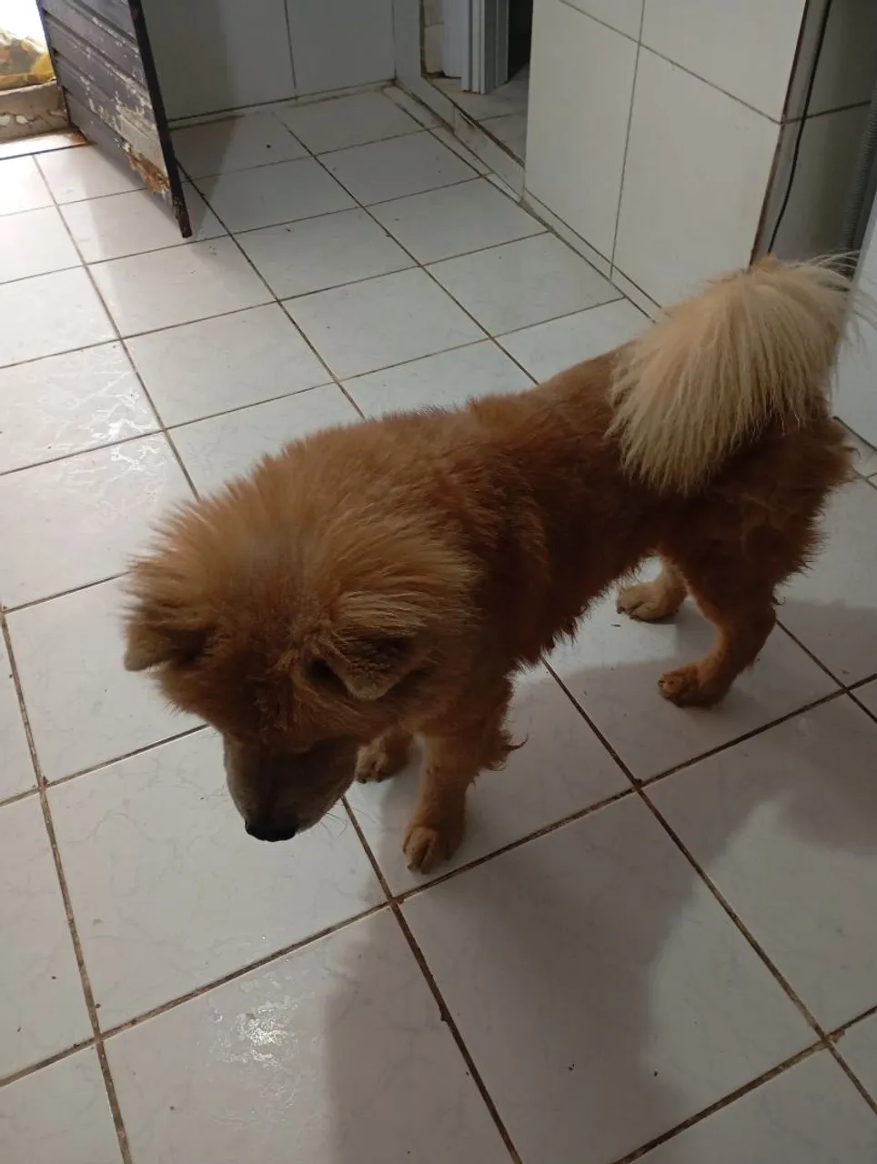 Chow Chow com 1 ano de idade