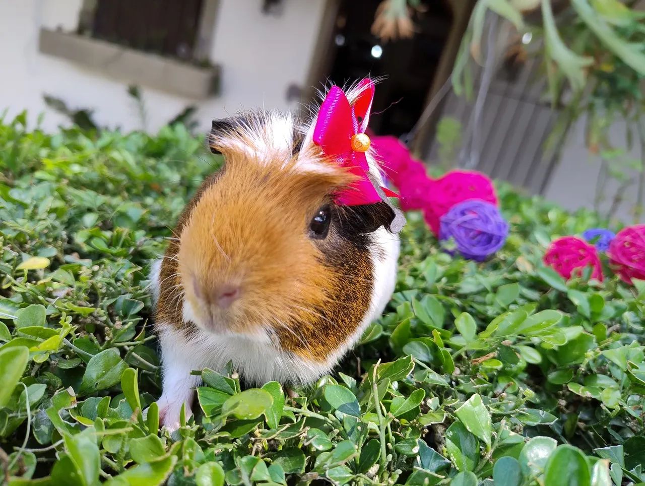 Porquinho da índia disponível 