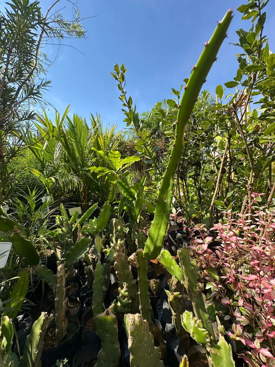 Muda de Pitaya Branca 