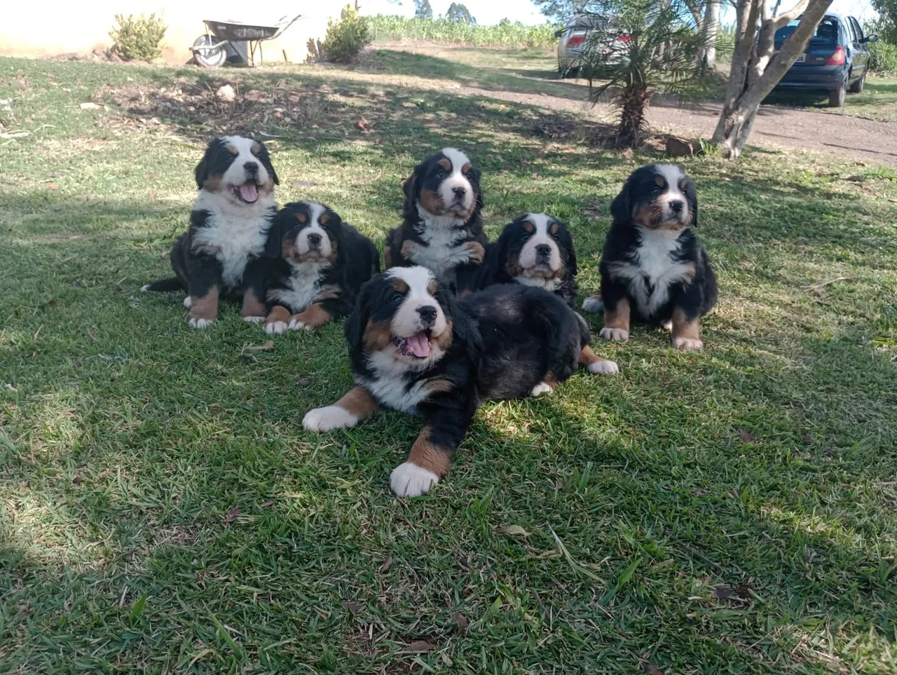 Filhotes de Bernese Mountain à Venda