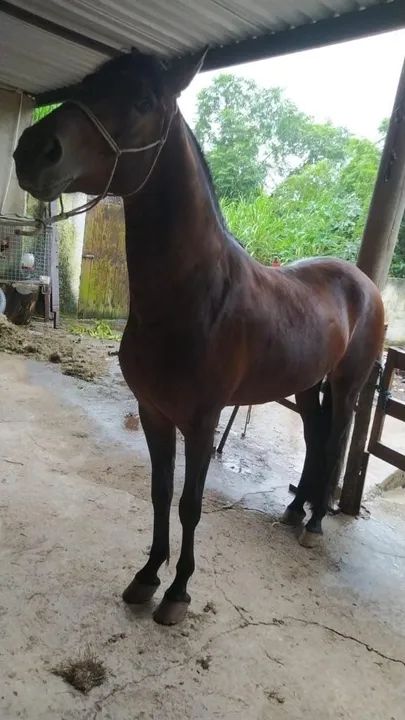 Mangalarga Marchador 