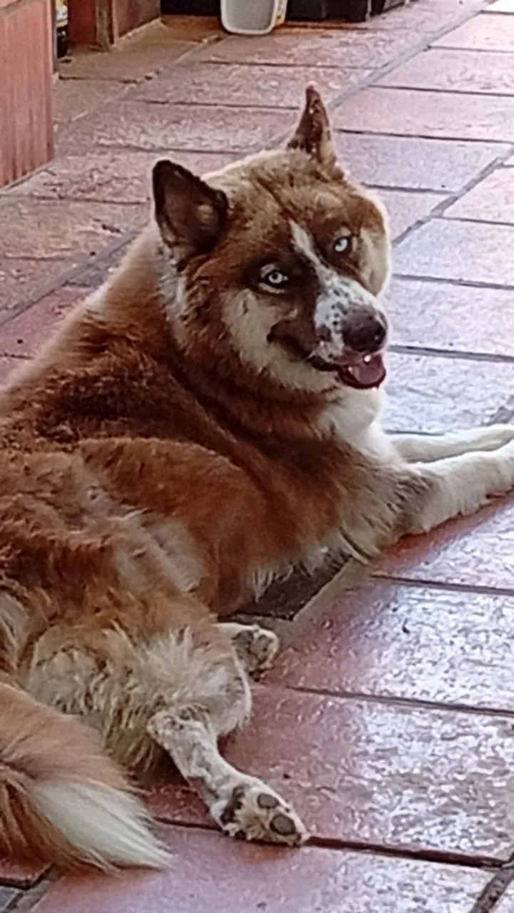 Fêmea com pedigree 