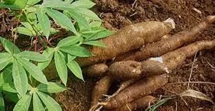 Mandioca orgânica  - Foto 2