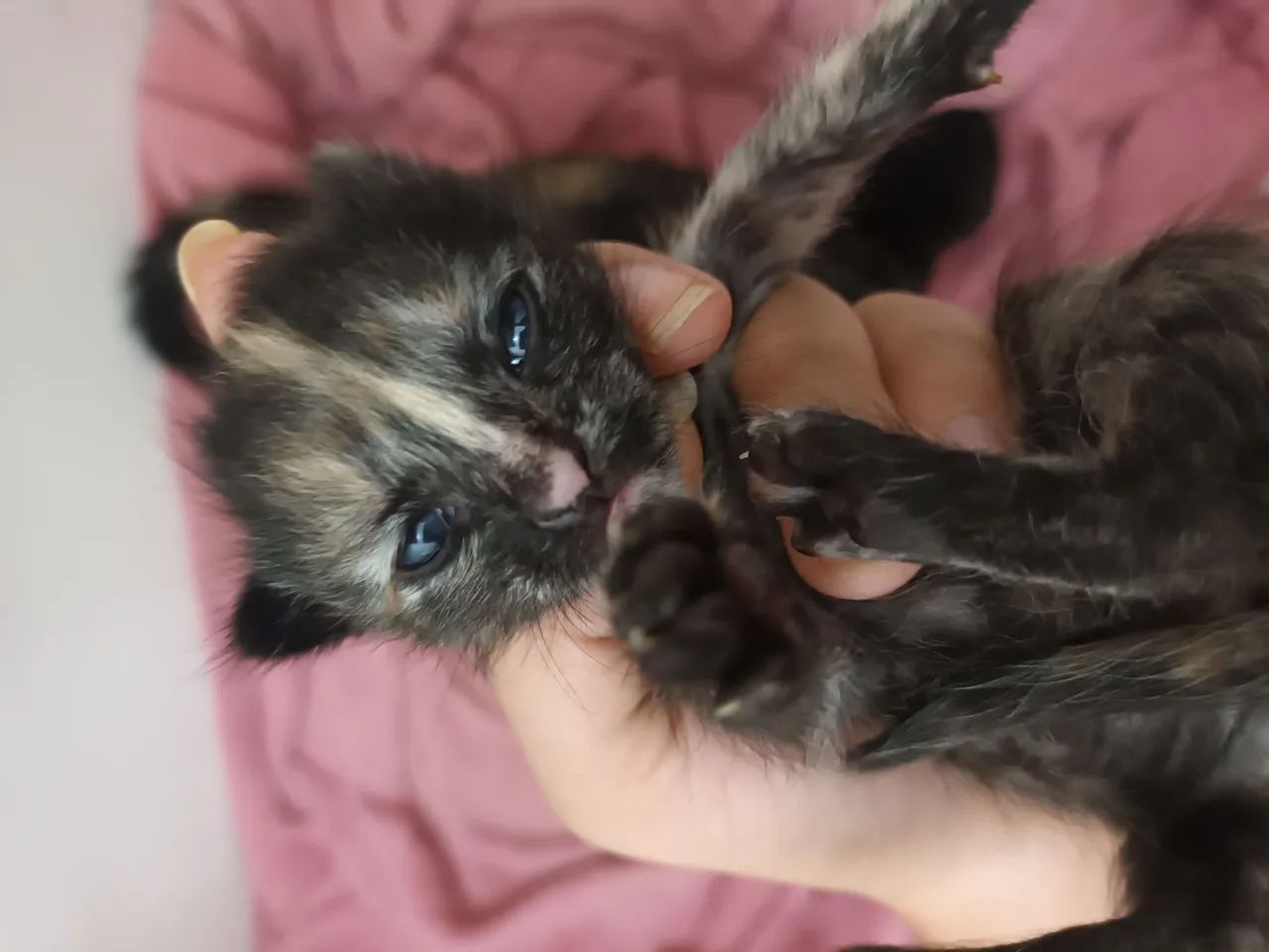 Gatinhos fofinhos disponíveis para adoção - Foto 2