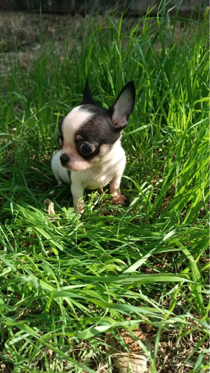 Chihuahua fêmeas mini