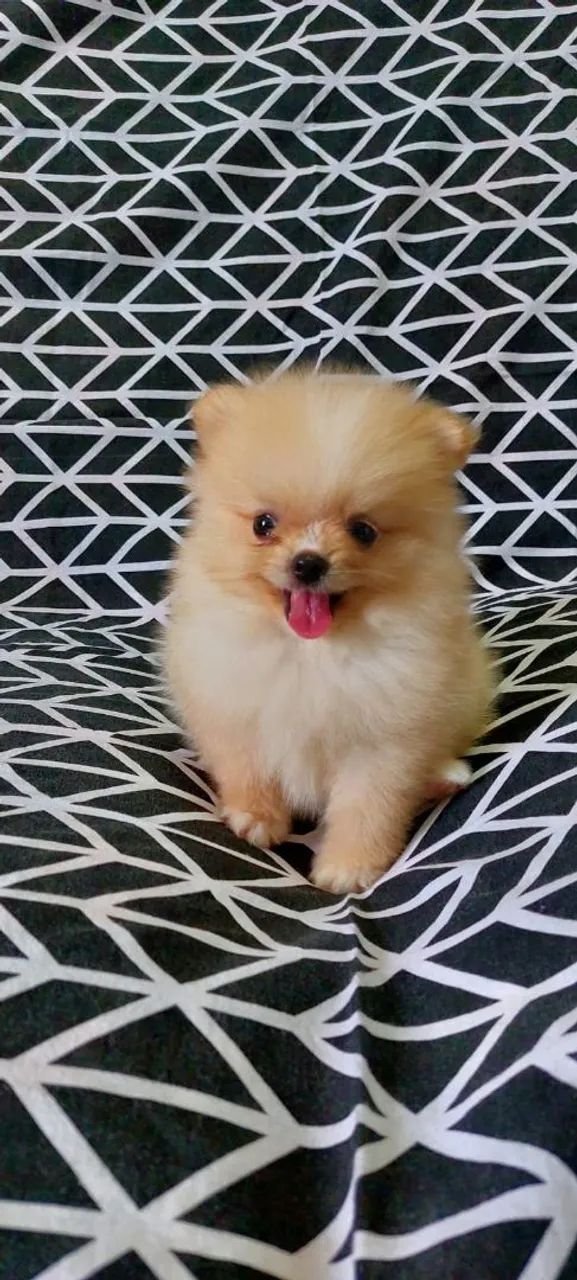 Spitz Alemão - Uma bolinha dourada.