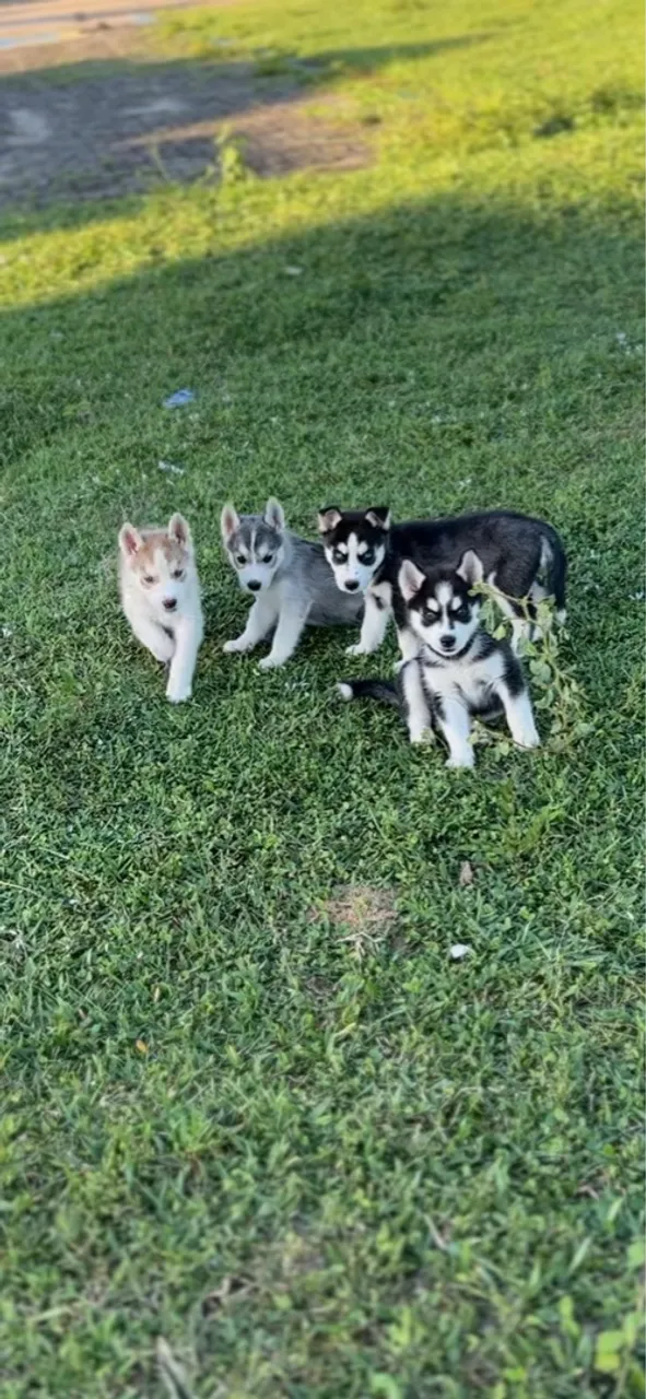 Filhote de Husky Siberiano - Pura Linhagem - Entrega em Natal