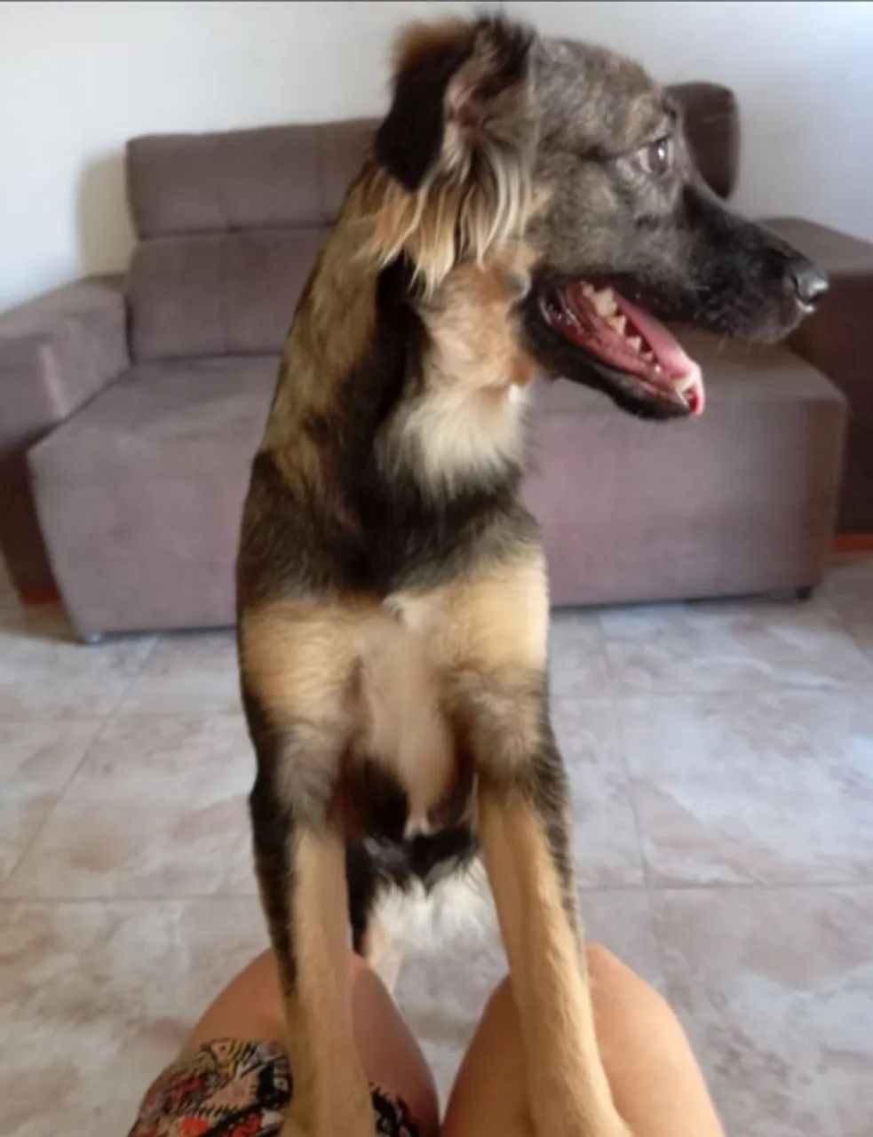 Estou doando duas cadelas mestiças com Pastor Alemão  - Foto 3