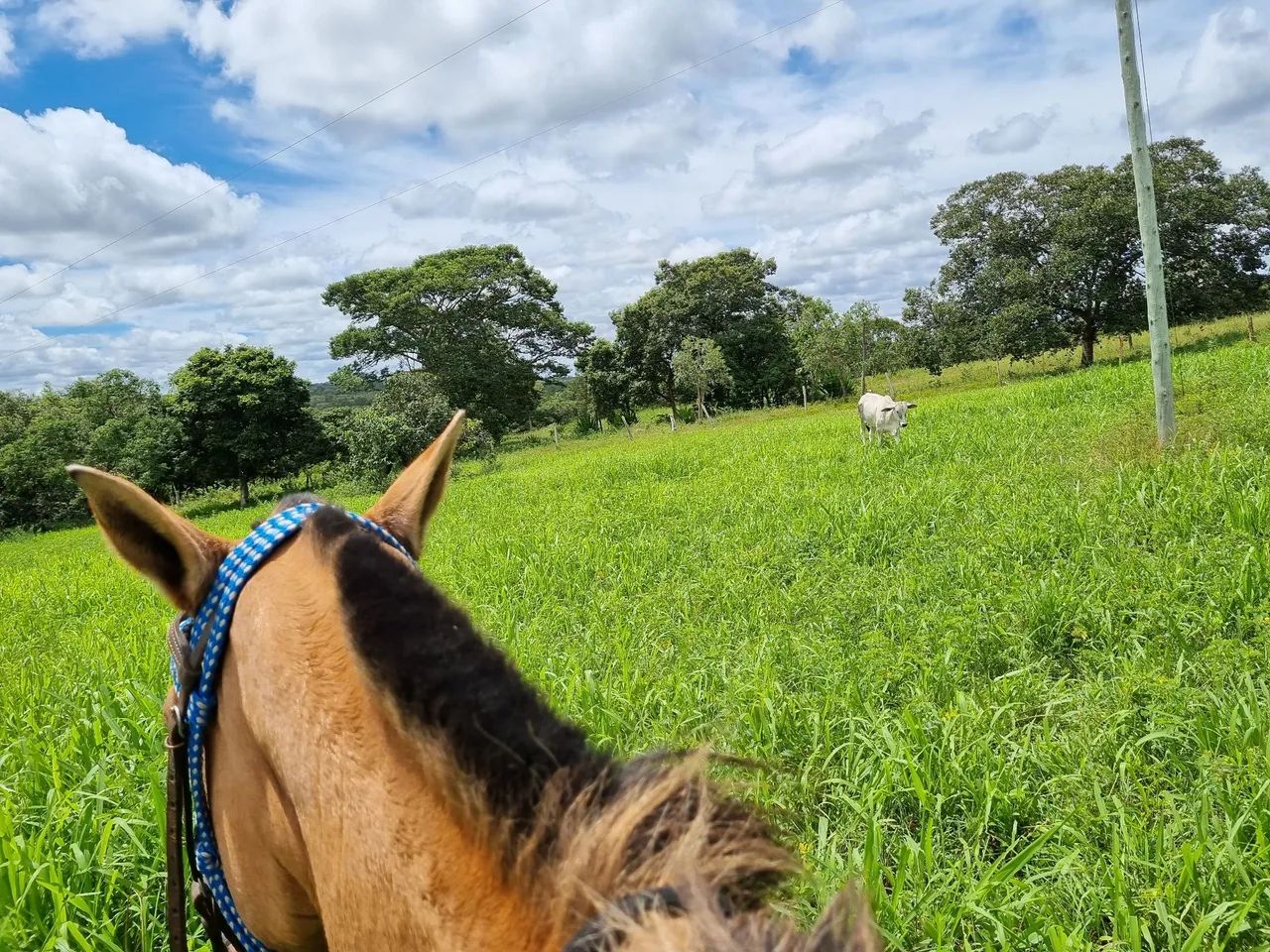 OPOTUNIDADE!! Fazenda 202 Hectares Arinos-MG - Foto 4