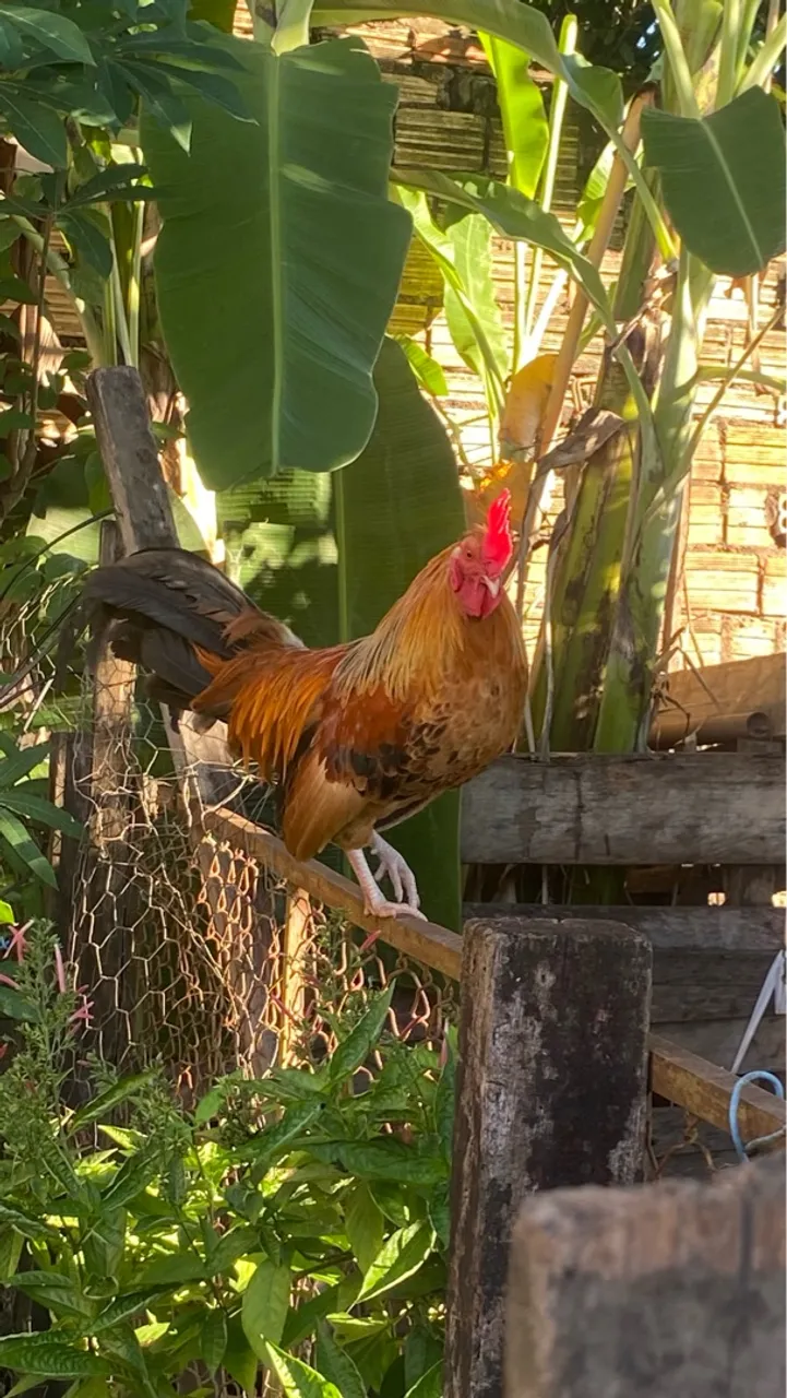 Galo Garnizé Ornamental