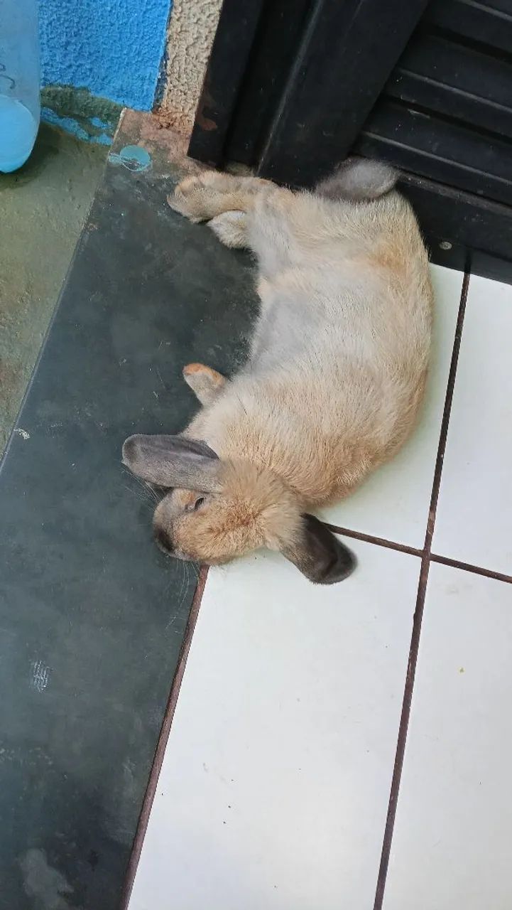 Coelho mini lop 120 dias já treinado, adora colo, carinho, atende pelo nome.  - Foto 5