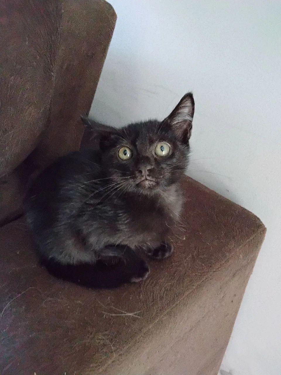 Gatinho lindo disponível para adoção - Foto 5