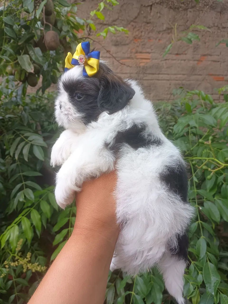 Shih Tzu Fêmea - Lindinha e Carinhosa - Foto 2
