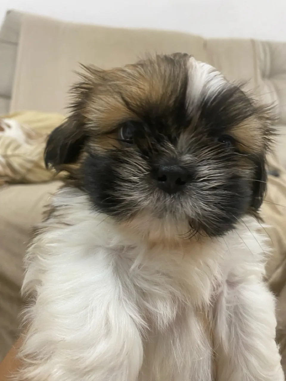 Filhote de Shih Tzu disponível para venda