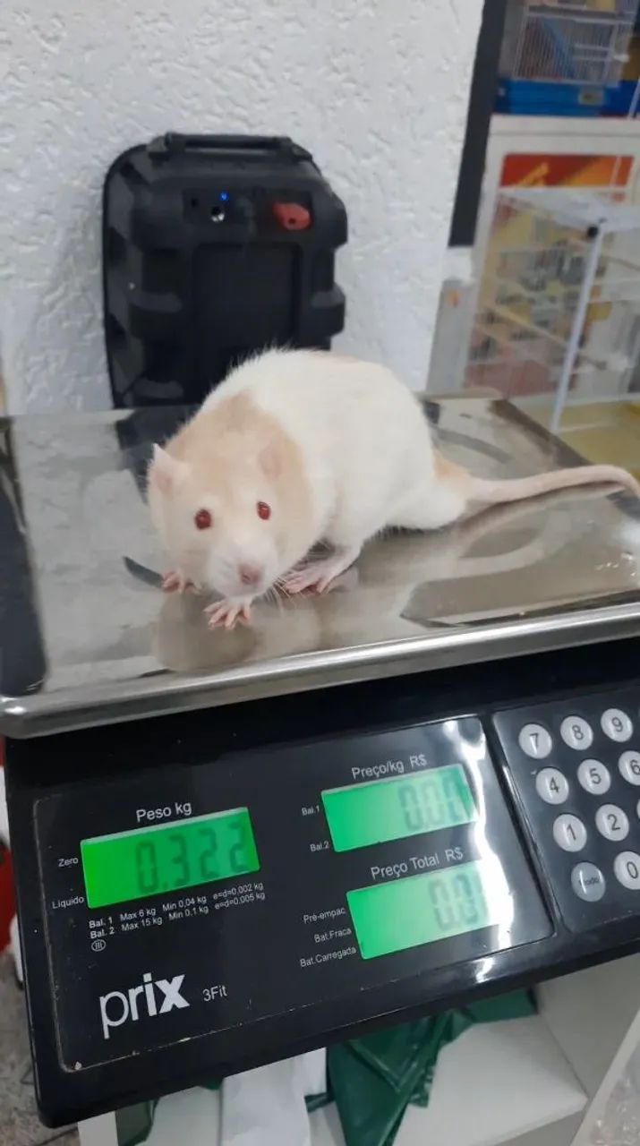 Ratos brancos fofinhos para venda - Foto 5