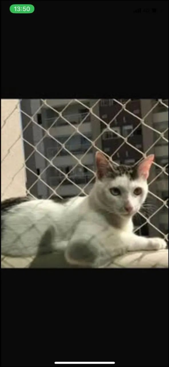 Rede de proteção 64294301629954120