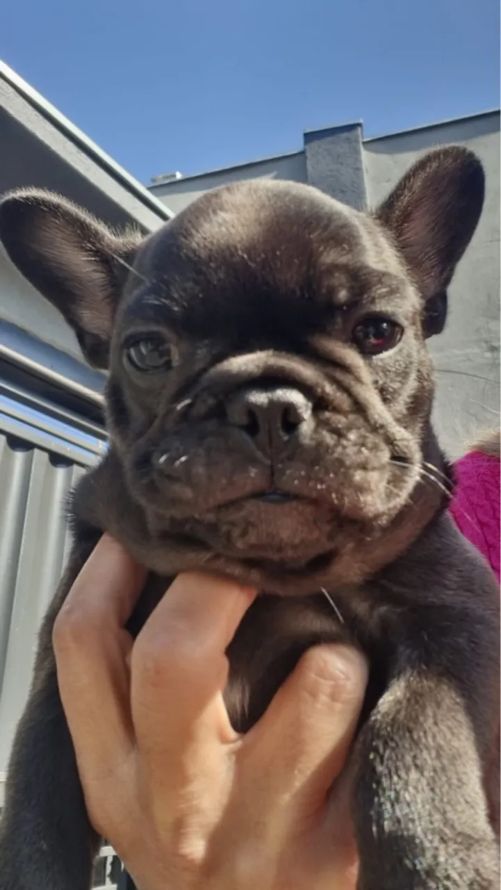 Filhote de Bulldog Francês macho