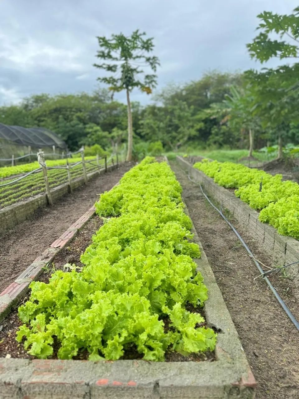 Lotes no Fazenda real  - Foto 7