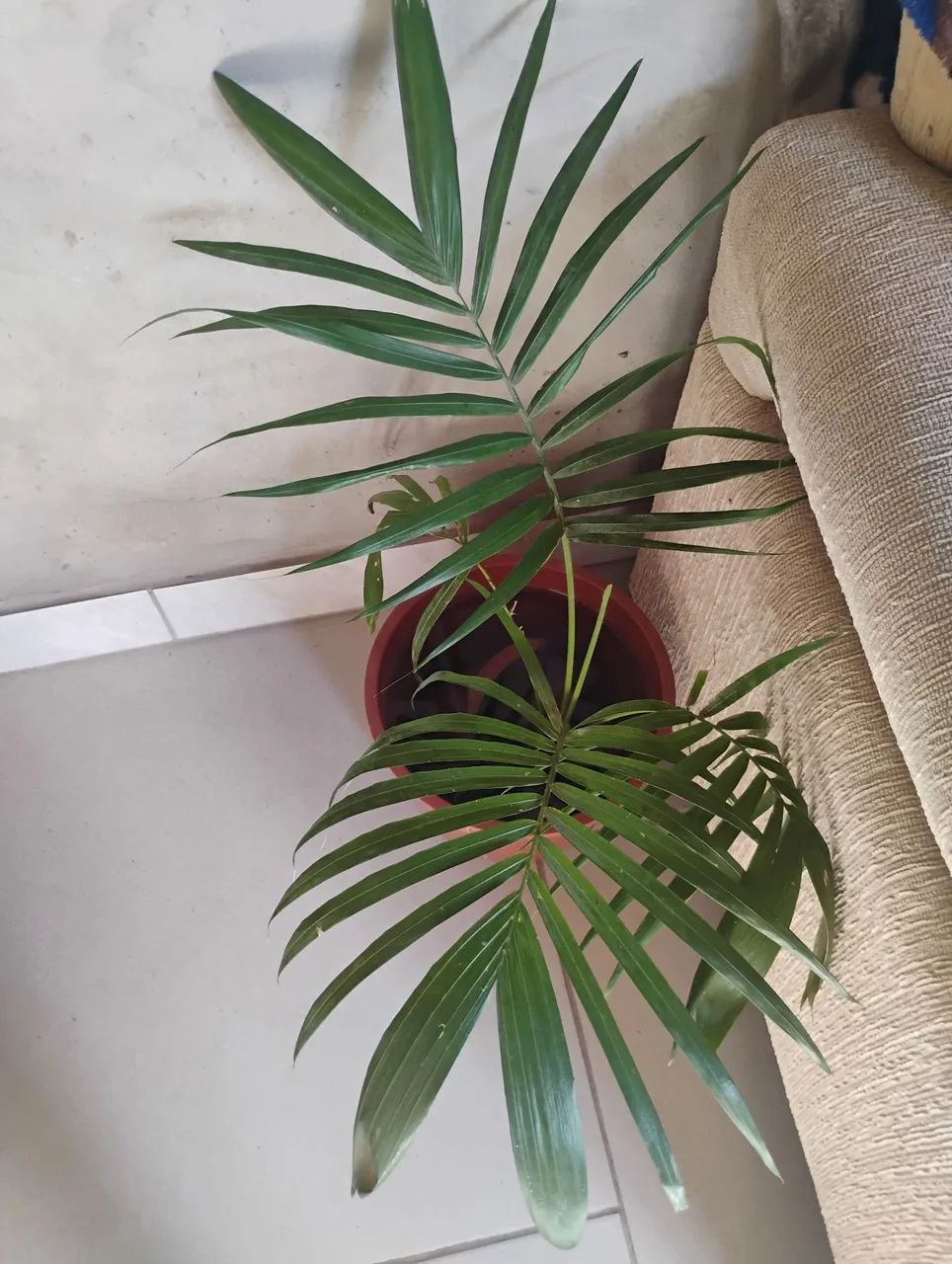 Palmeira Areca em vaso