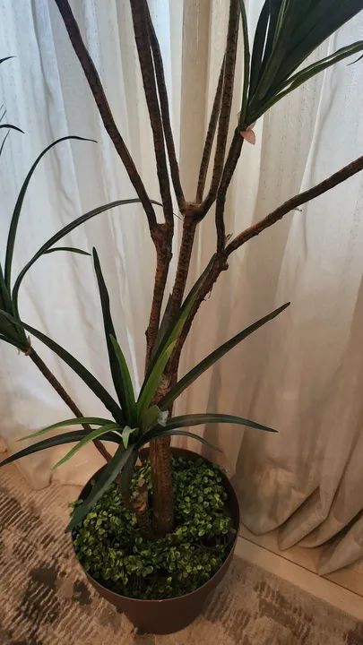 Planta permanente  - Foto 6