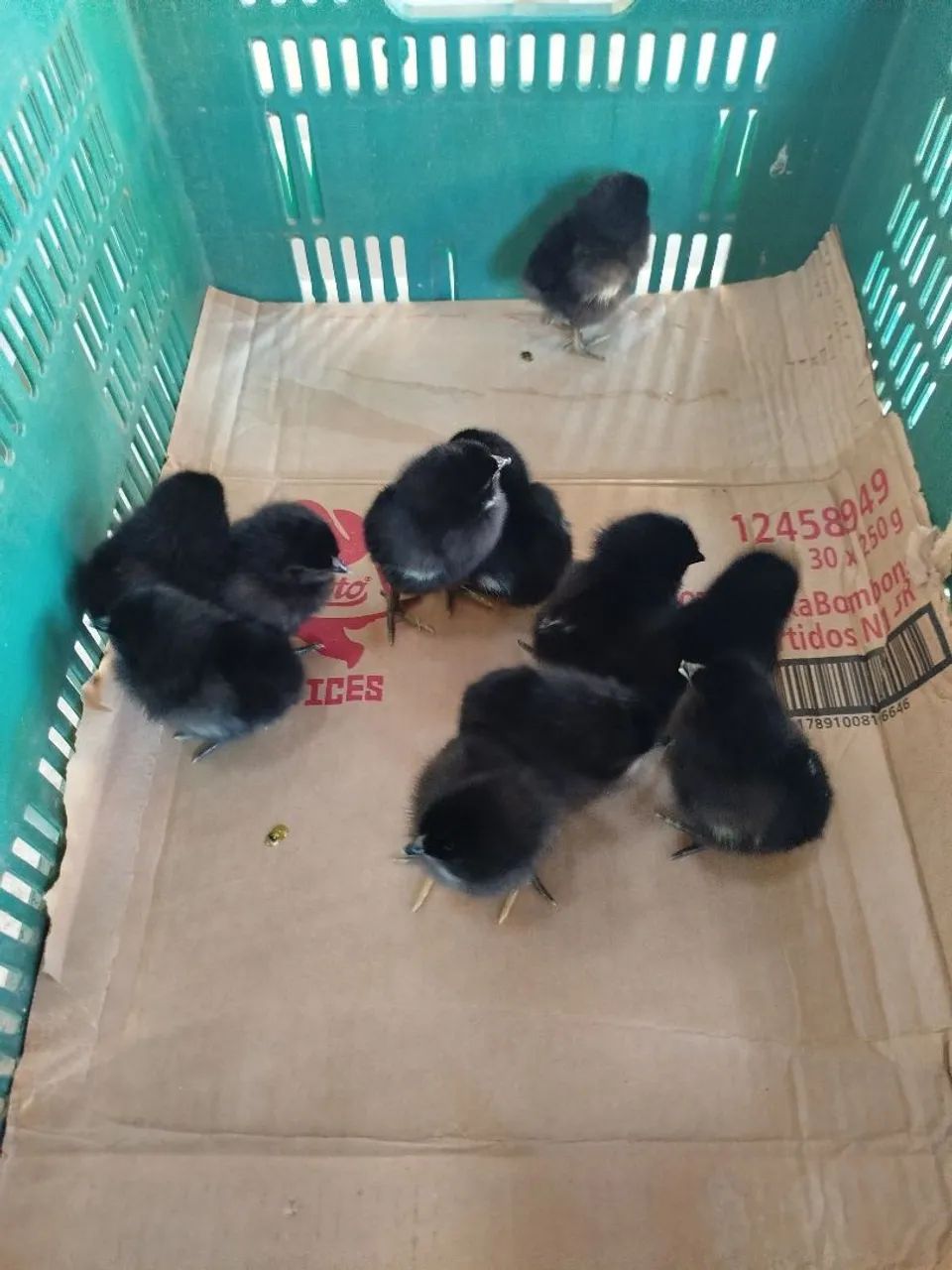 Pintinhos postura e caipira - Foto 2