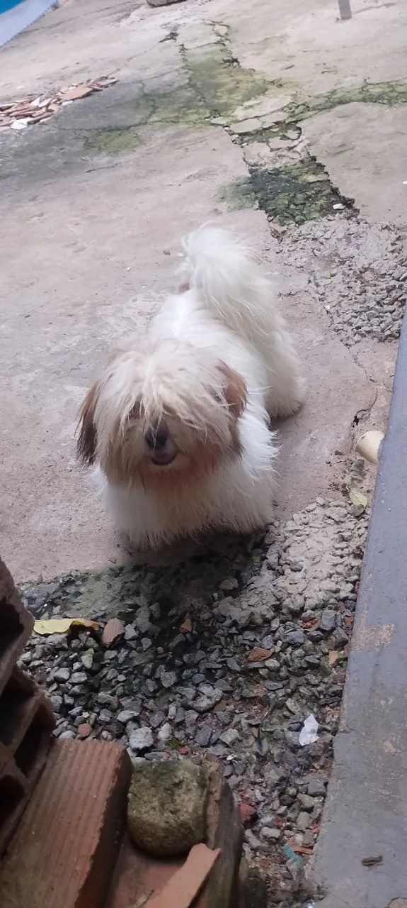 Shih Tzu filhote fêmea
