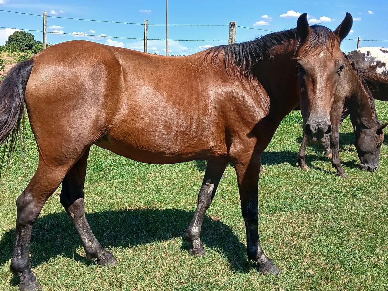 Vende  Egua  - Foto 3