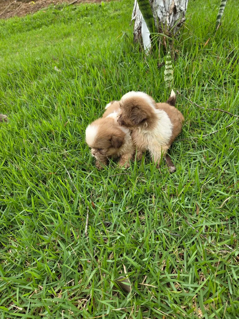 Filhotes de shitzu  - Foto 2