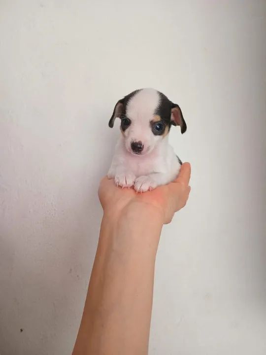 Pinscher x Fox paulistinha - Foto 6