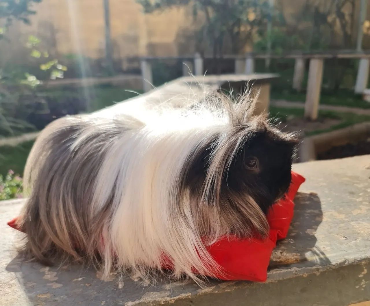 Porquinho da Índia Peruano pelo longo