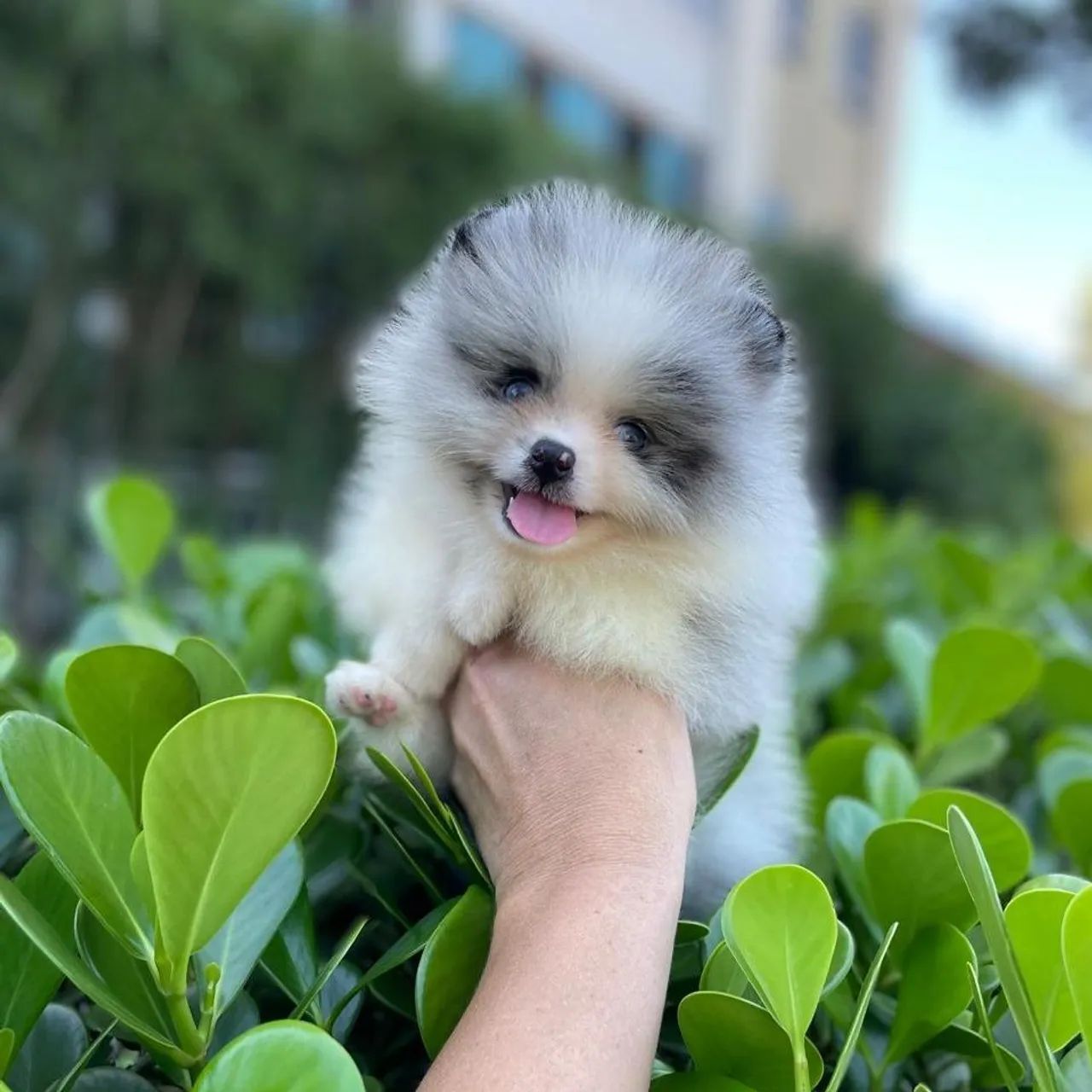 Ursinho Merle com Olhos Azuis Lulu da Pomerânia  - Foto 2