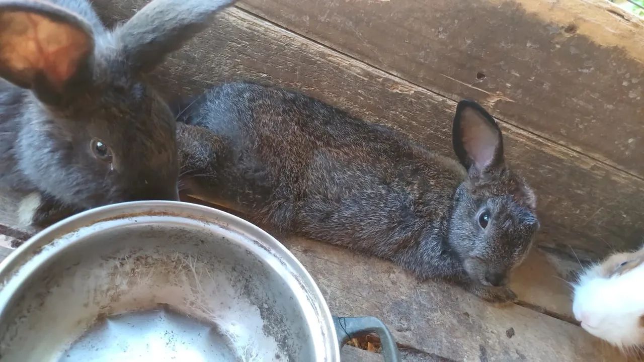  coelhos fofinhos 