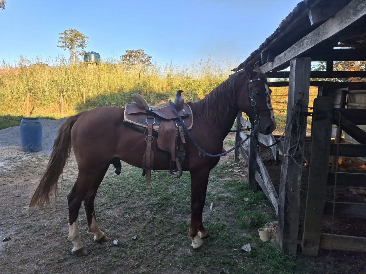 Cavalo mangalarga Machado registrado - Foto 5
