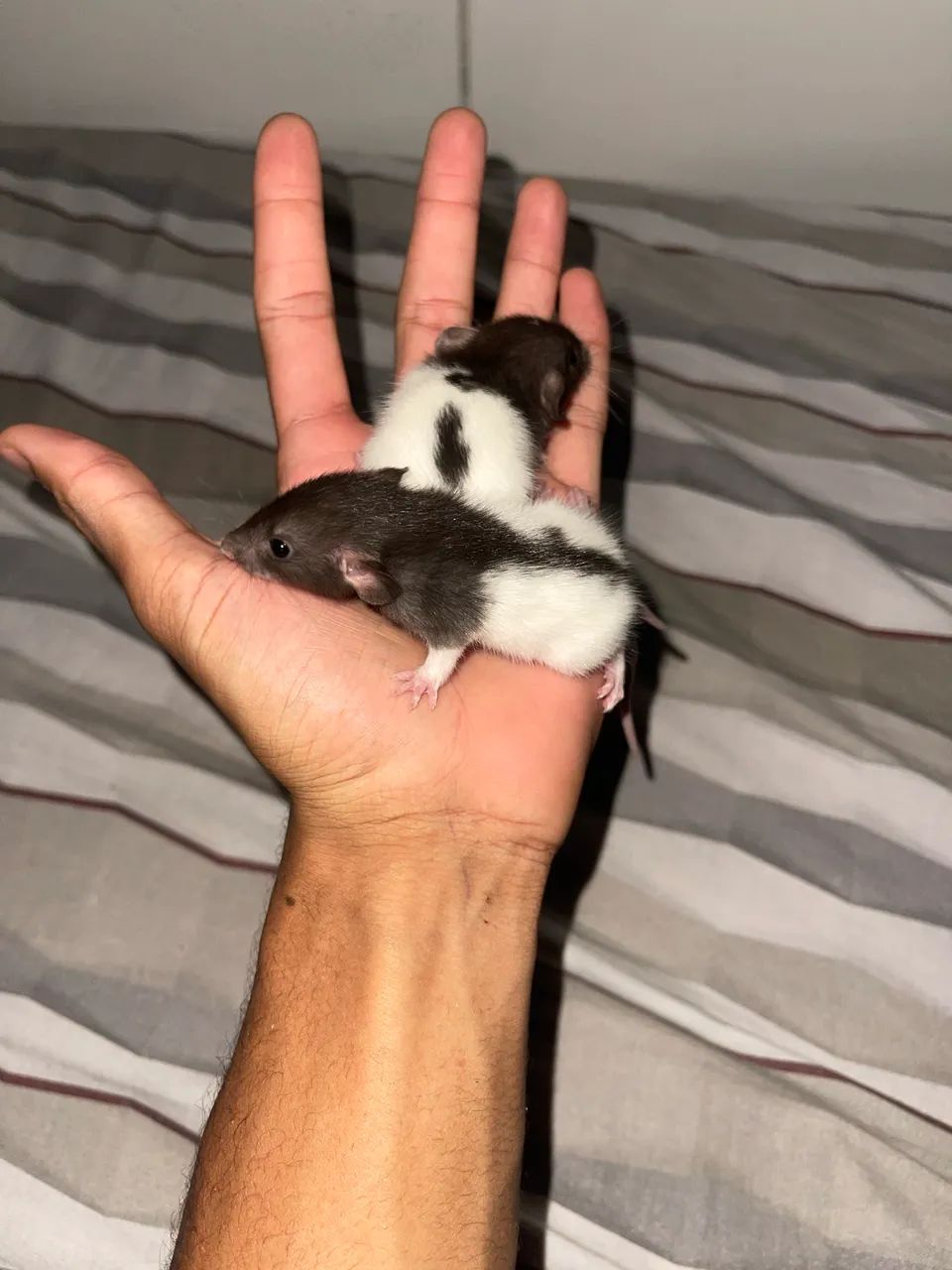 rato twister  - Foto 2