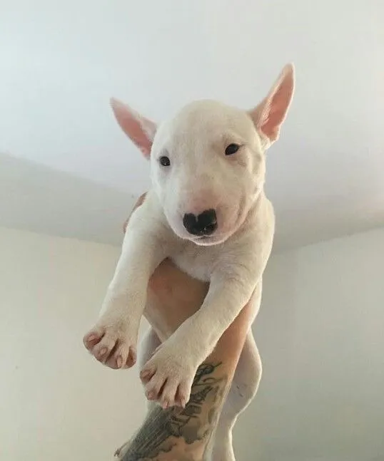 Lindos Filhotinhos da raça Bull Terrier Inglês