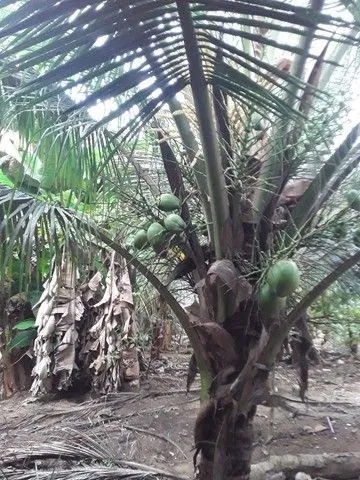 Chácara com 3 dormitórios à venda, 1000 m² por R$ 700.000,00 - Mata Escura - Salvador/BA