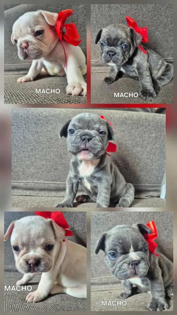 Vendo filhote de Buldogue Francês 