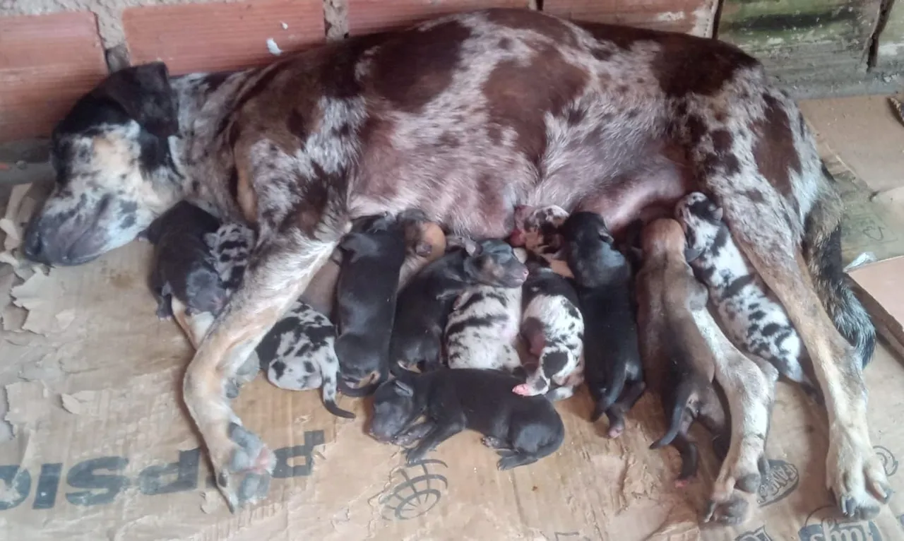 Filhotes de cachorro disponíveis para adoção