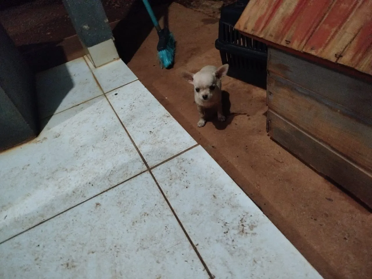Filhote de Chihuahua