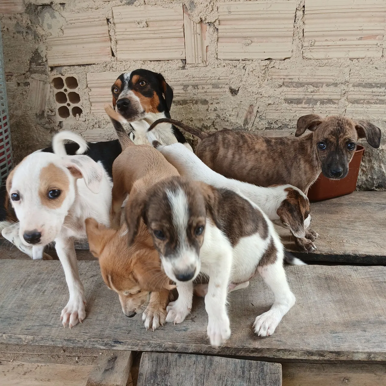 Filhotes de cachorro para adoção