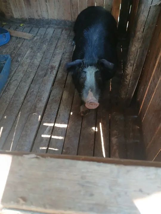 Sítio com pomar e casa sede