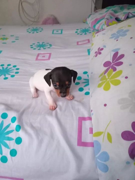 Pinscher x Fox paulistinha - Foto 5