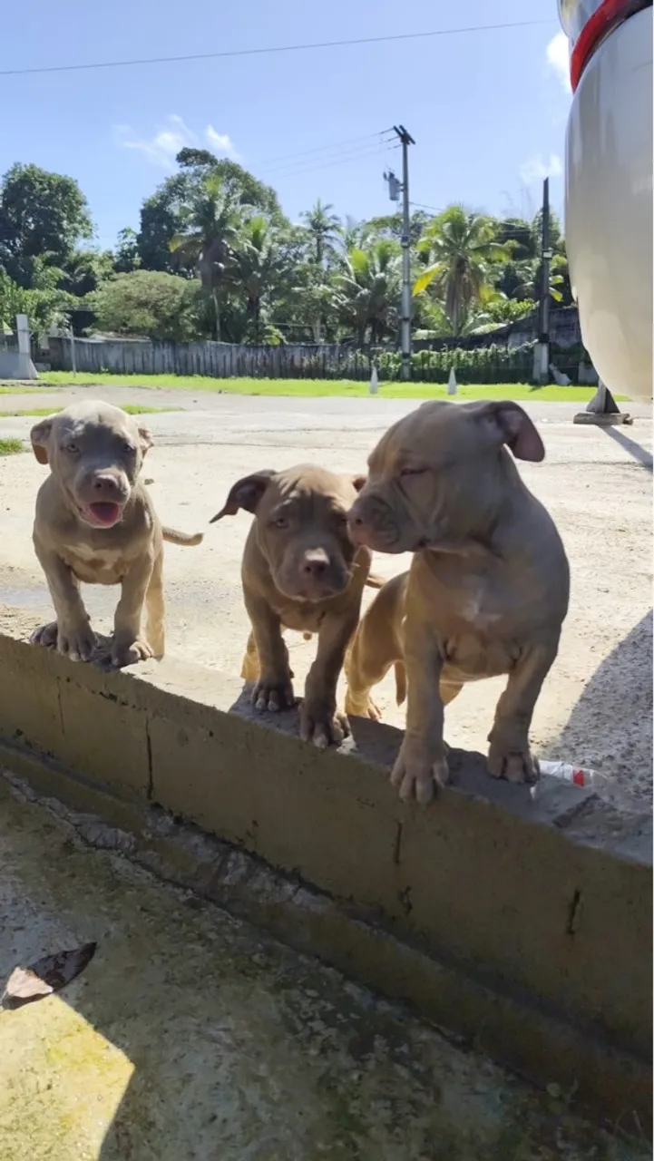 Filhotes de Pitbull disponíveis para adoção