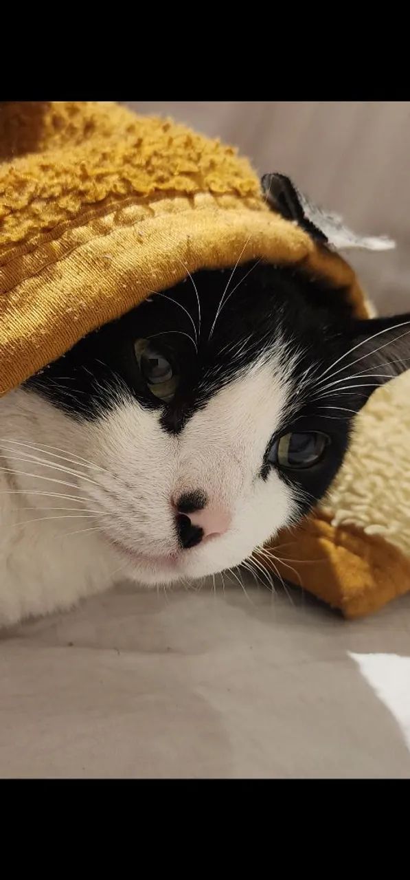 Gato preguiçoso para doação  - Foto 4