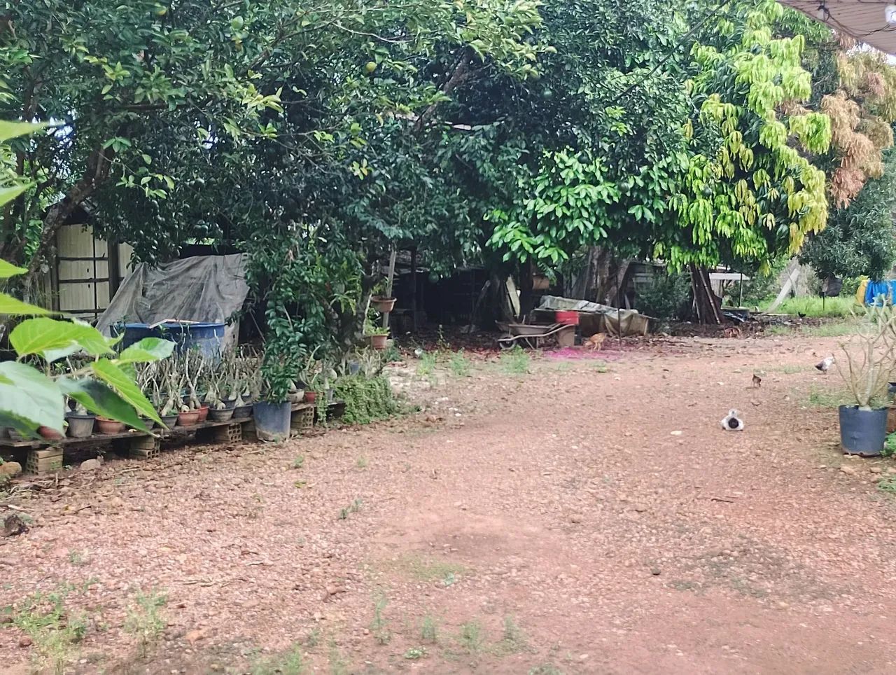 Chácara Sherman a venda - Foto 3