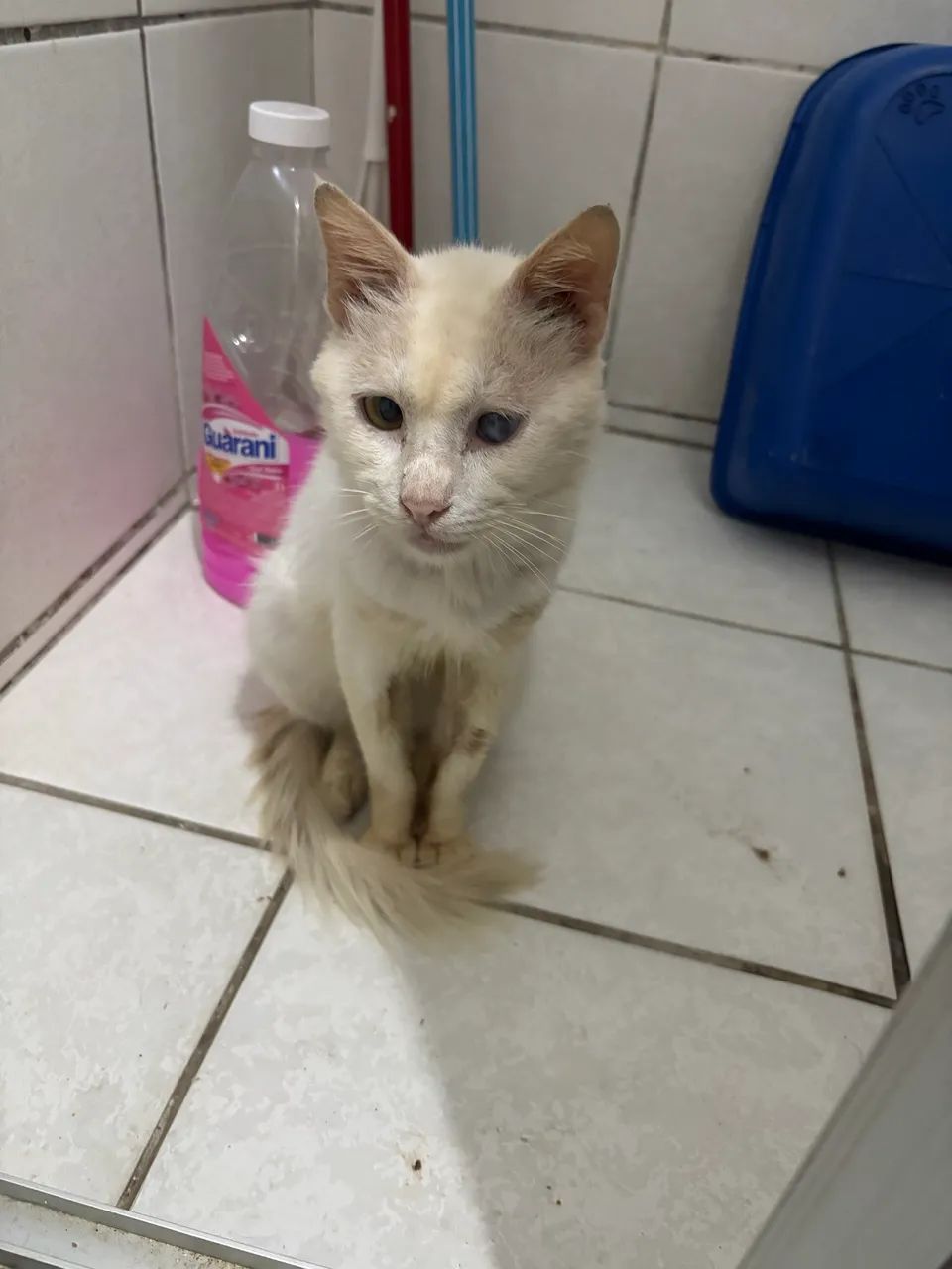 Gato - adoção especial - Foto 2